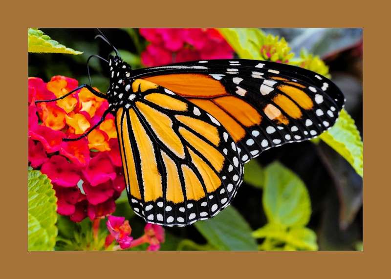 Monarch Butterfly on West Indian Lantana- 00